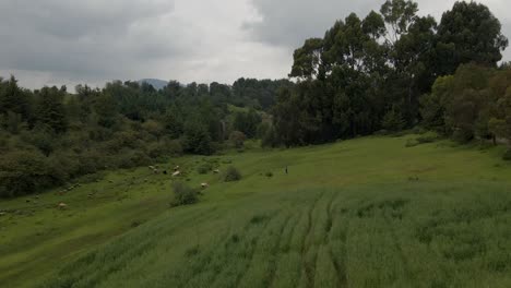 Cows-graze-on-field-with-green-grass-at-farm