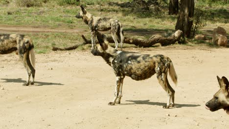 Perro-Salvaje-Africano-Camina-Mientras-El-Resto-De-La-Manada-Se-Para-Y-Mira