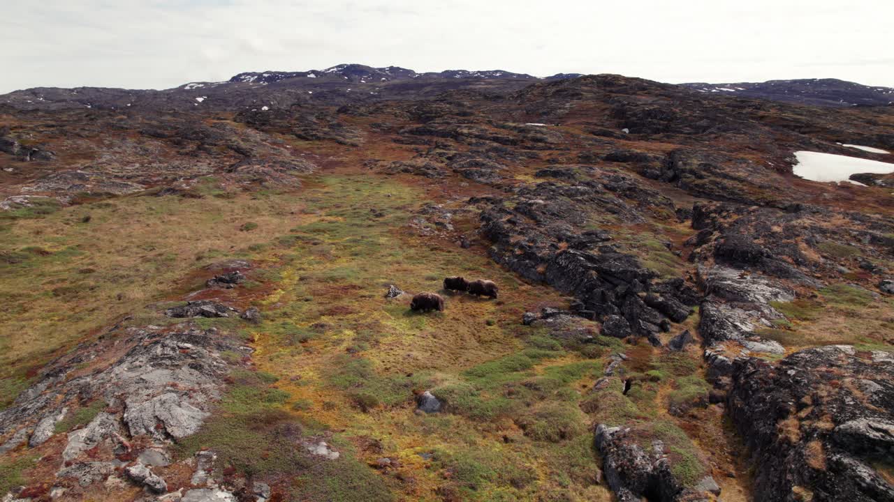 Two musk oxen fighting in the wild tundra near Greenland’s icy Disko Bay, showcasing raw Arctic wildlife behavior against a dramatic seascape