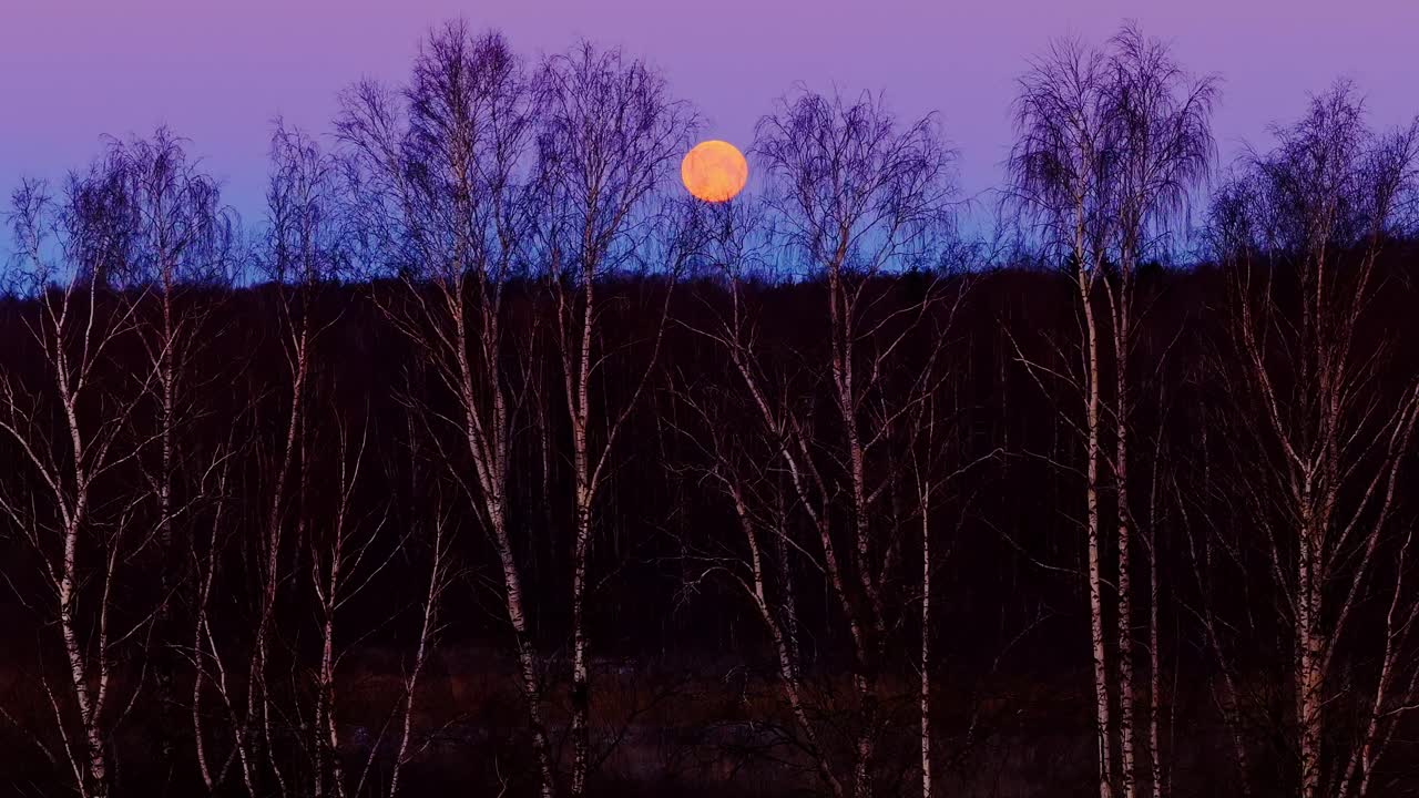 Immagine aerea stabilizzante e rilassante con ascesa verticale e luna piena sopra una foresta silenziosa