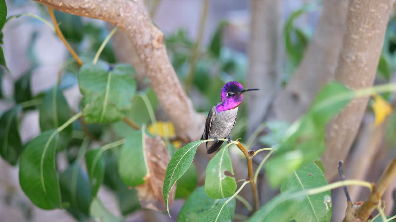 un colibrí rosa brillante sentado en una rama de un árbol en busca de néctar y llamando a un compañero durante la temporada de apareamiento en california