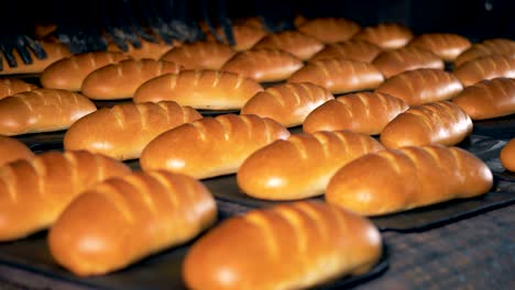 baguette bread loaves leave the oven on a conveyor.