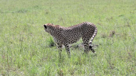 cheetah hembra caminando y olfateando el rastro de la presa en el territorio de kargi de kenia, tomada con telefoto de mano