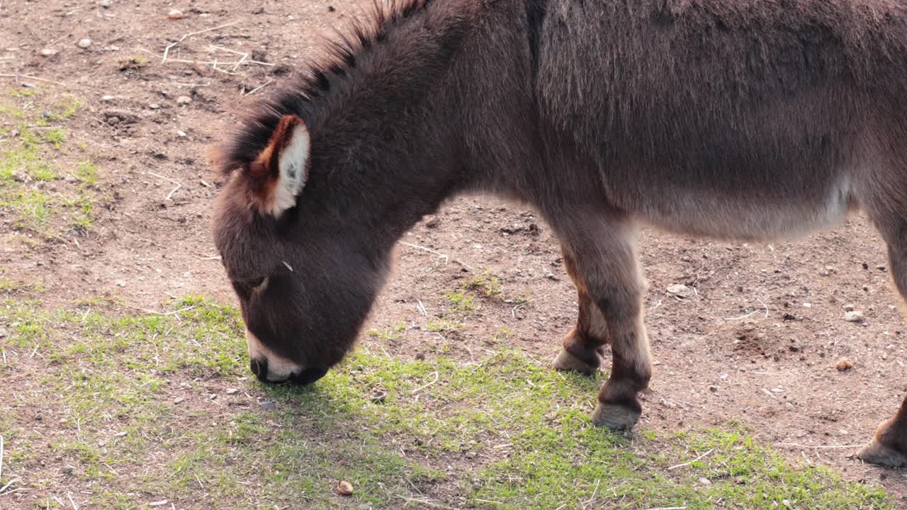 빅토리아 주 발라라트에서 풀을 먹는 당나귀