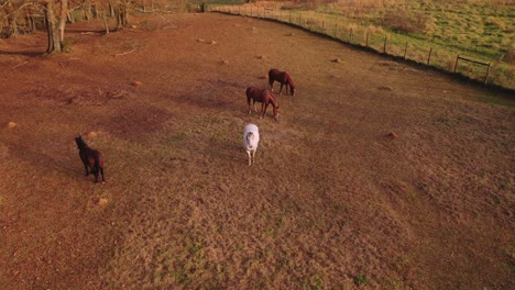 Caballos-Pastando-En-Un-Campo-En-Georgia-Del-Sur