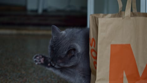 Close-up-shot-of-a-grey-cat-half-behind-a-paper-bag-thinking-about-where-to-take-his-next-nap