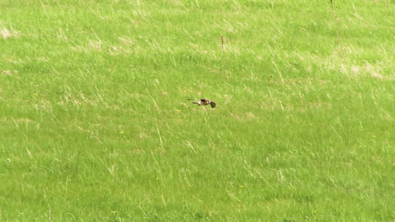 날아다니는 새에 대한 클립