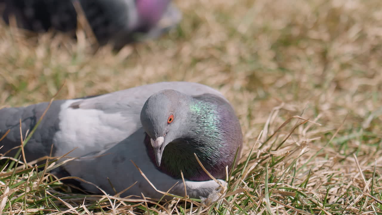 Close up of pigeon with vibrant neck feathers resting low on dry grass while pecking and searching for ants under warm sunlight, surrounded by scattered blades