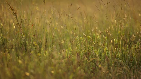 Close-up-static-shot-of-grasses-and-wildflowers-in-the-golden-hour-with-tight-focus