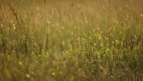 close up static shot of grasses and wildflowers in the golden hour with tight focus