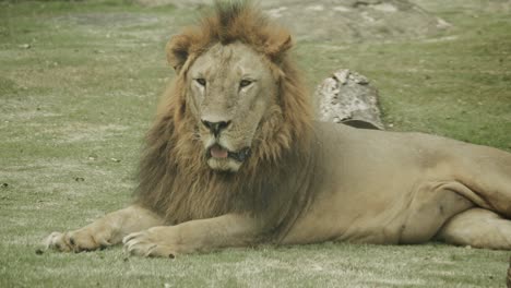 big male lion with beautiful mane on ground, relaxing and having fun