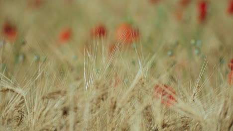 Getreidefeld-Mit-Mohn-Tele-Nahaufnahme-Nach-Oben-Kippen-Und-Rack-Fokus