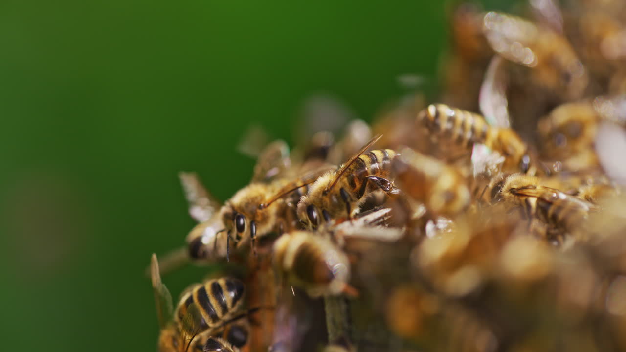 fotografía de cerca de las abejas que trabajan en la colmena