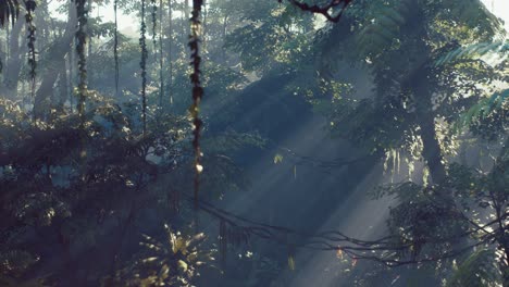 selva lluviosa brumosa en la niebla