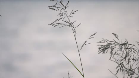 grass flutters in the air pawna lake