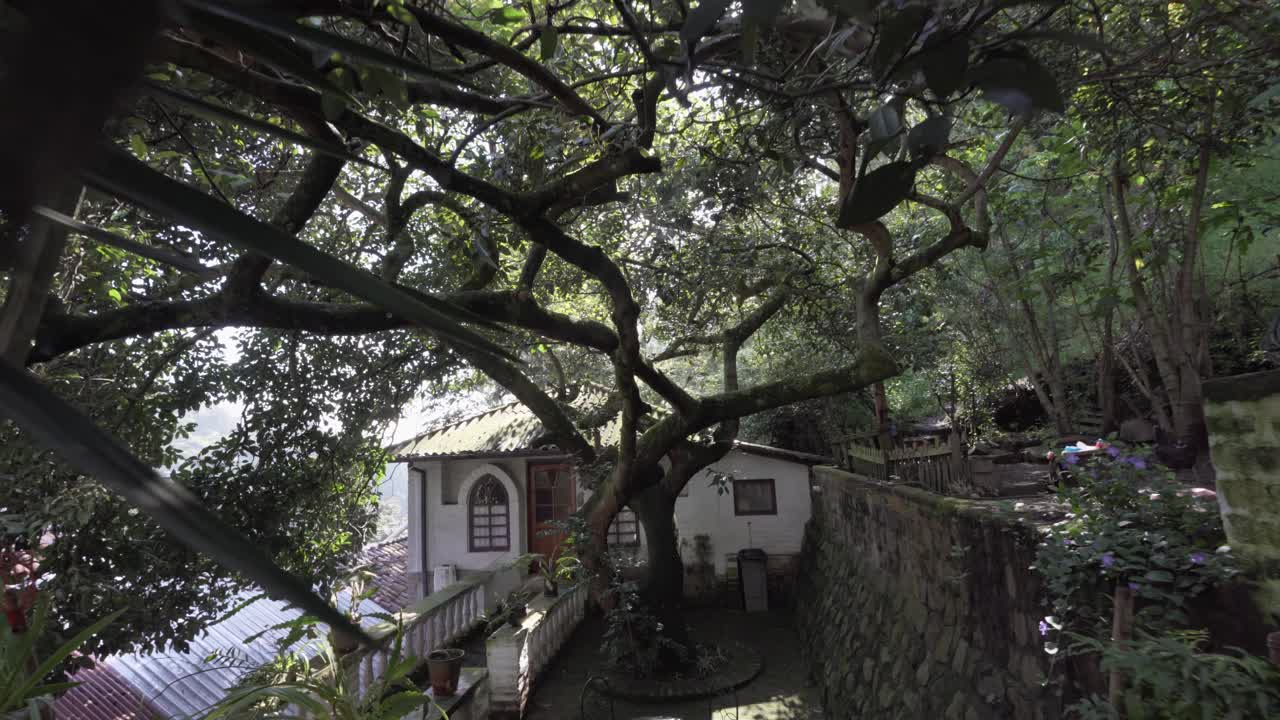 Pov forward shot showing 100 years old Avocado Tree in Garden of house during sunny day in Ecuador