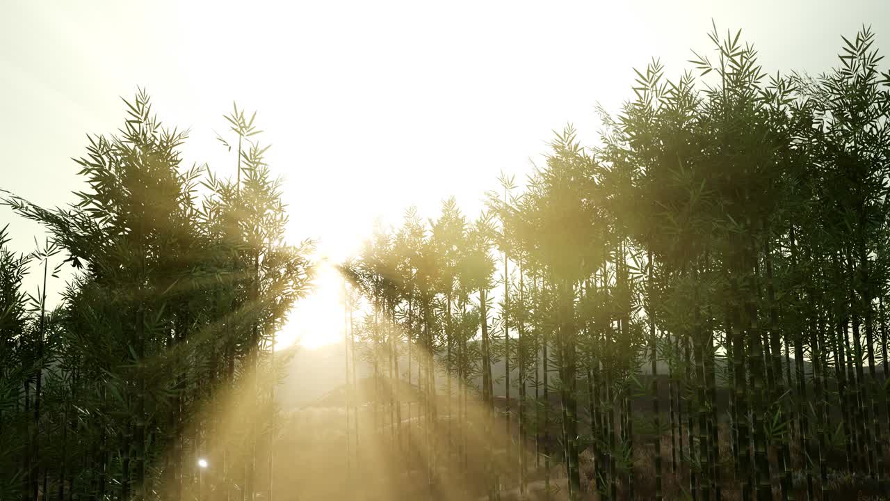 bosque de bambú verde en las colinas