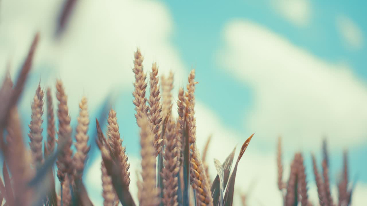 Golden wheat field in the sunshine, showcasing ripe grains ready for harvest. This close-up shot captures the beauty and abundance of nature, symbolizing growth, agriculture, and healthy living.