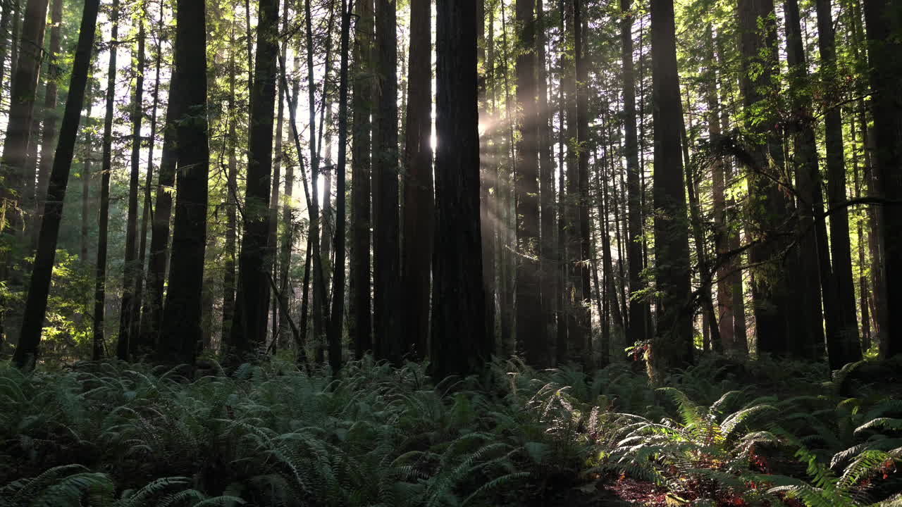 rayos de luz en los bosques de secuoyas del norte de california - luz del sol a través de los árboles en el bosque - toma amplia