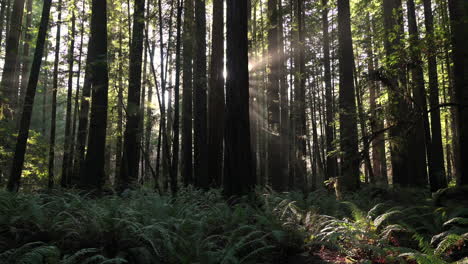 Light-Rays-In-The-Redwood-Forests-Of-Northern-California---Sunlight-Through-The-Trees-In-The-Forest---wide-shot