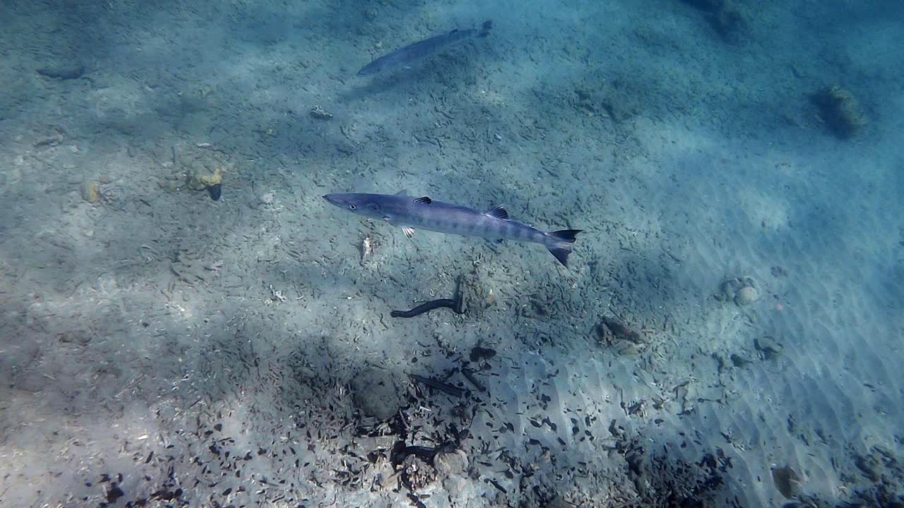 A pair of barracudas swimming on the sea floor, beneath the waves of Japan - underwater