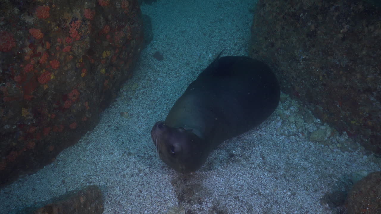 un león marino jugando en un terreno arenoso dentro de una cueva en el mar de cortez