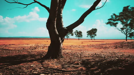 árbol-De-Acacia-En-Las-Llanuras-De-Sabana-Abierta-De-áfrica-Oriental,-Botswana