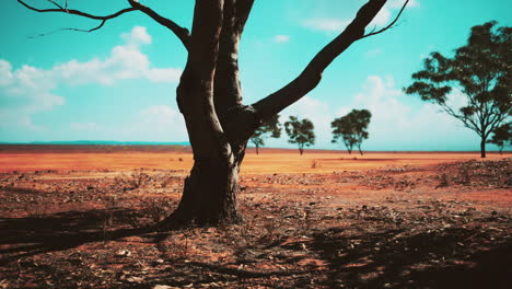 árbol de acacia en las llanuras abiertas de la sabana de áfrica oriental botswana