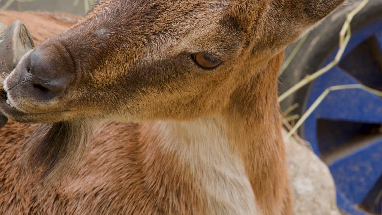 Mountain goat uses hoof to scratch face in close-up, natural light, shallow depth of field