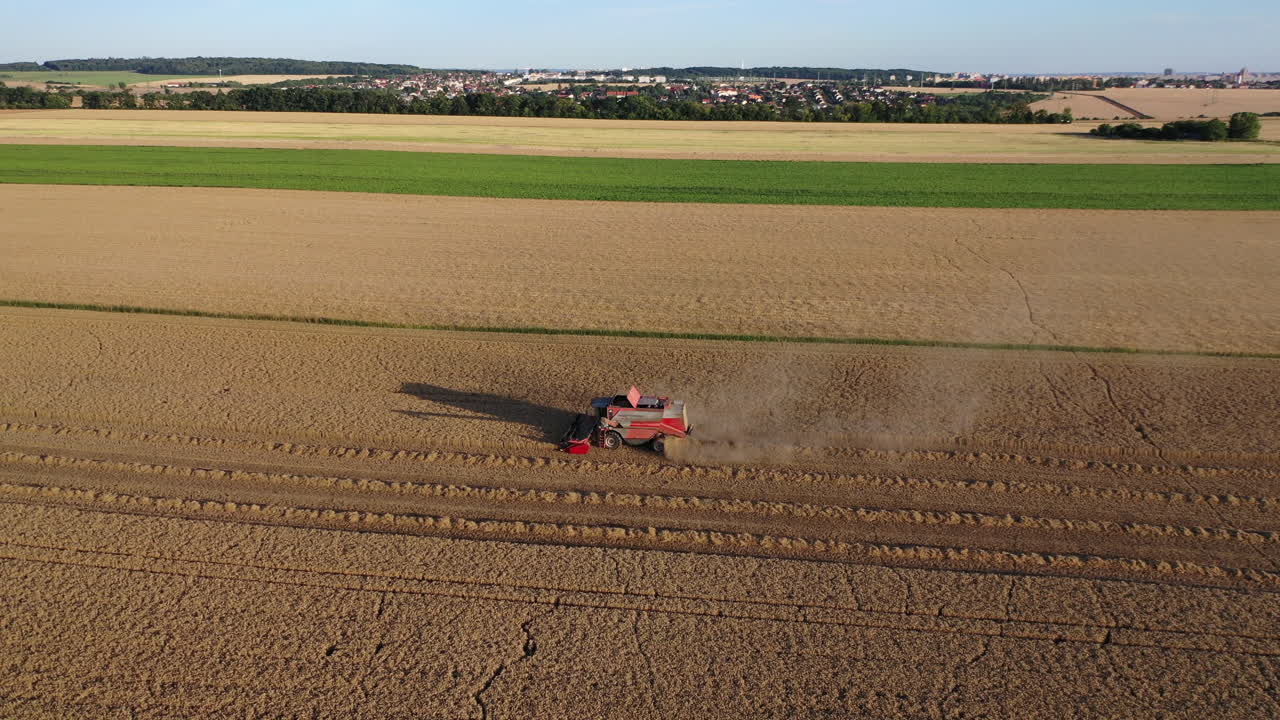 cosechadora de granos en el campo agrícola, máquina agrícola cosechando trigo en una tarde soleada, vista aérea de drones