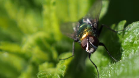 foto macro de una gran mosca verde en una hoja