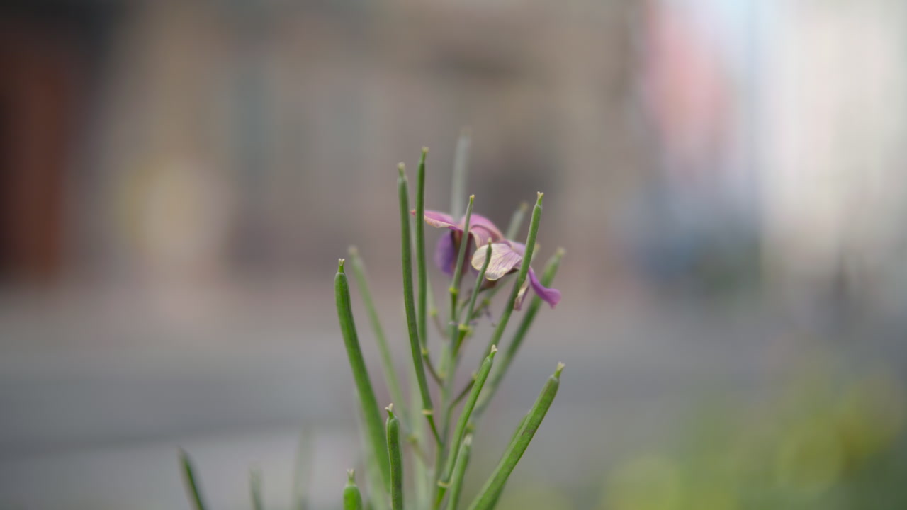 Closeup Pink Flower Buds Urban Bokeh, Slender Green Stems With Delicate Petals And Morning Dew, Shallow Depth