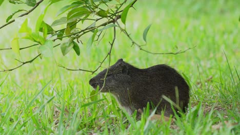 wild cavy brazilian guinea pig, cavia aperea standing with two feet, stretching its body to reach for fresh green leaves, pantanal conservation area, south america