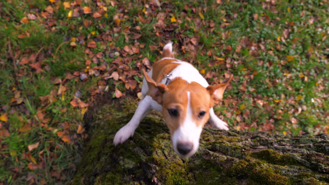 Hund Jack-Russell-Terrier