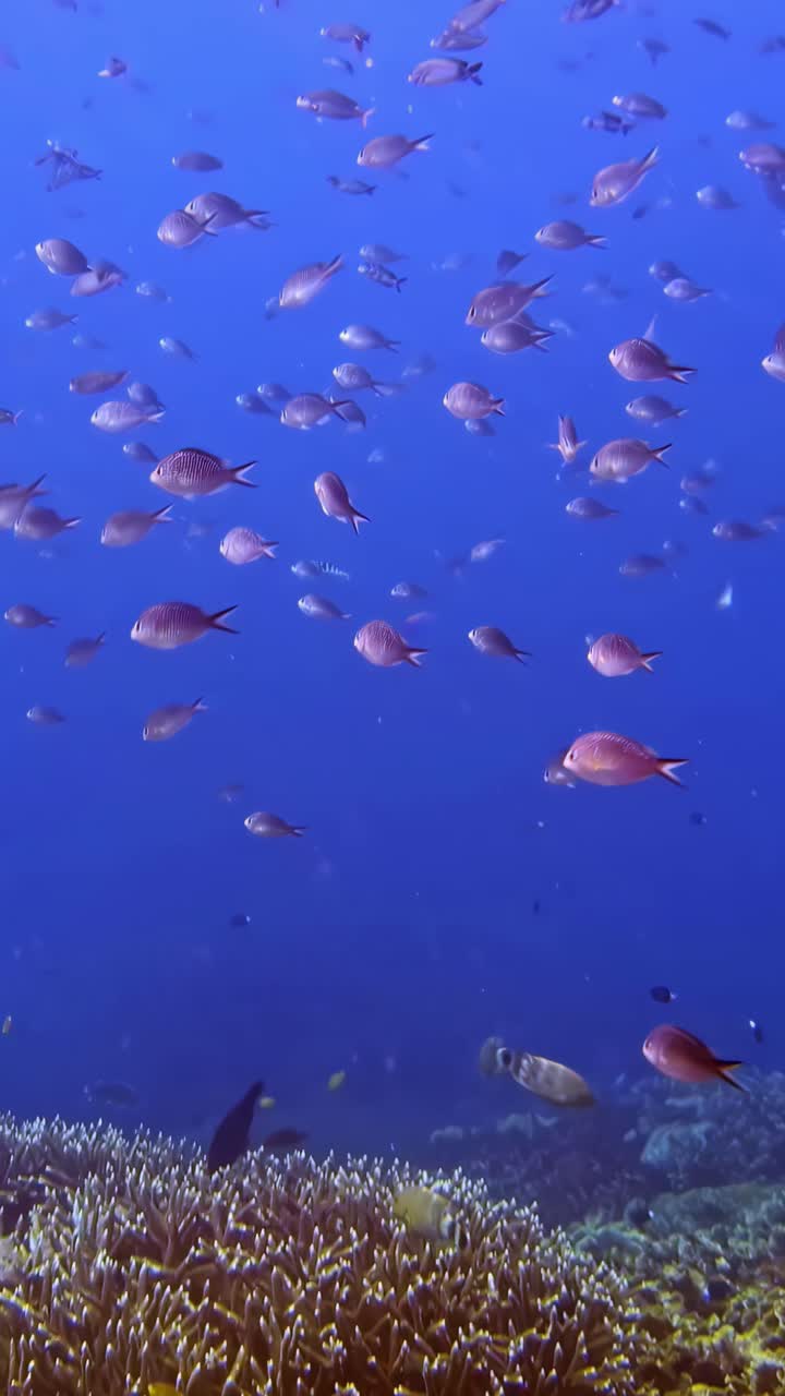 School of tropical reef fish swimming over coral colonies in clear blue ocean water, vertical video