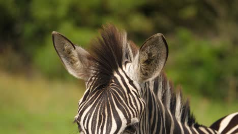 Kippende-Aufnahme-Des-Zebrakopfes,-Von-Den-Ohren-Bis-Zur-Schnauze