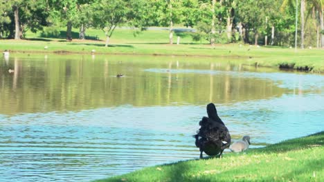 1080 black swan by a brown lake on a sunny way walking on green grass