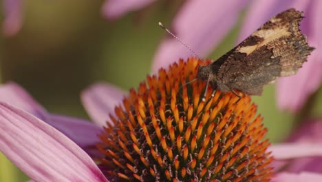 One-Small-Tortoiseshell-Butterfly-Feeds-On-orange-coneflower-1