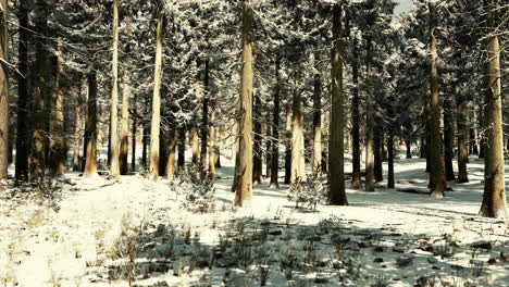 sunset or sunrise in the winter pine forest covered with a snow