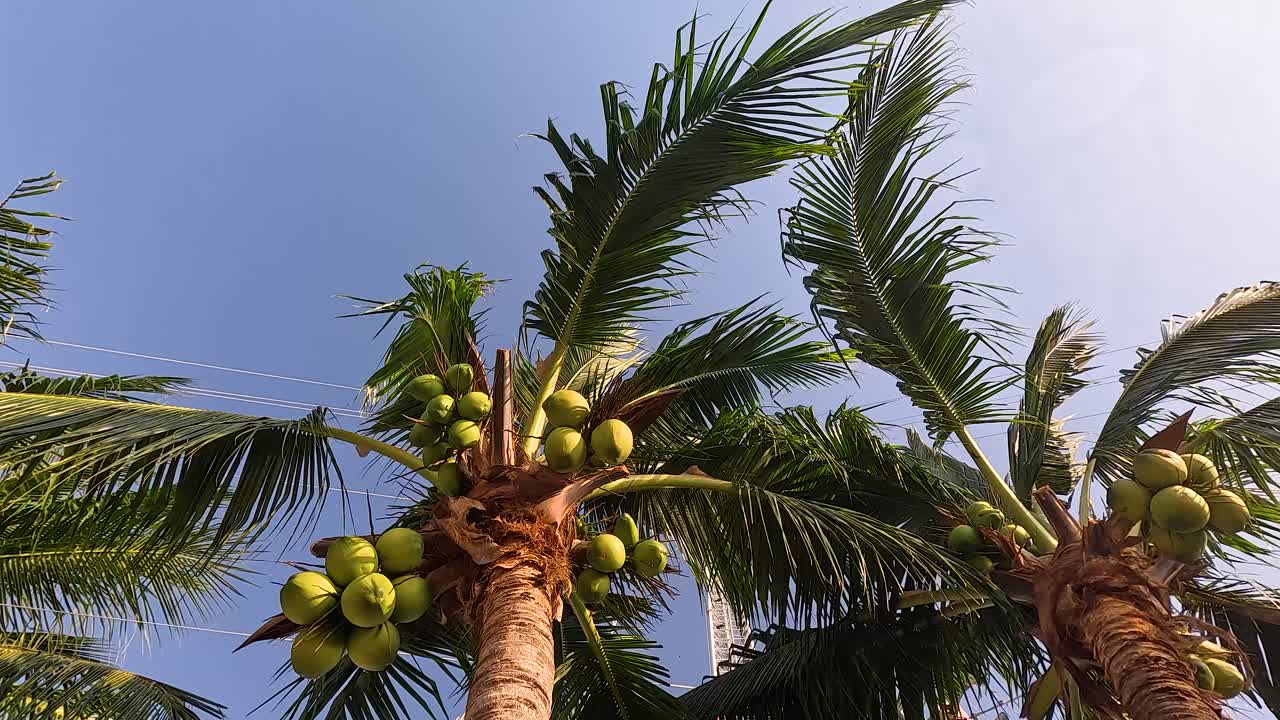 árbol de coco balanceándose suavemente en el viento