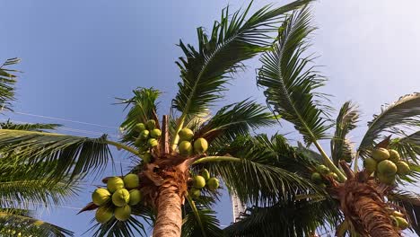 coconut tree swaying gently in the wind