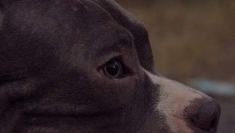 ojos primer plano de american bully pitbull asientos en dirt garden park indian mumbai