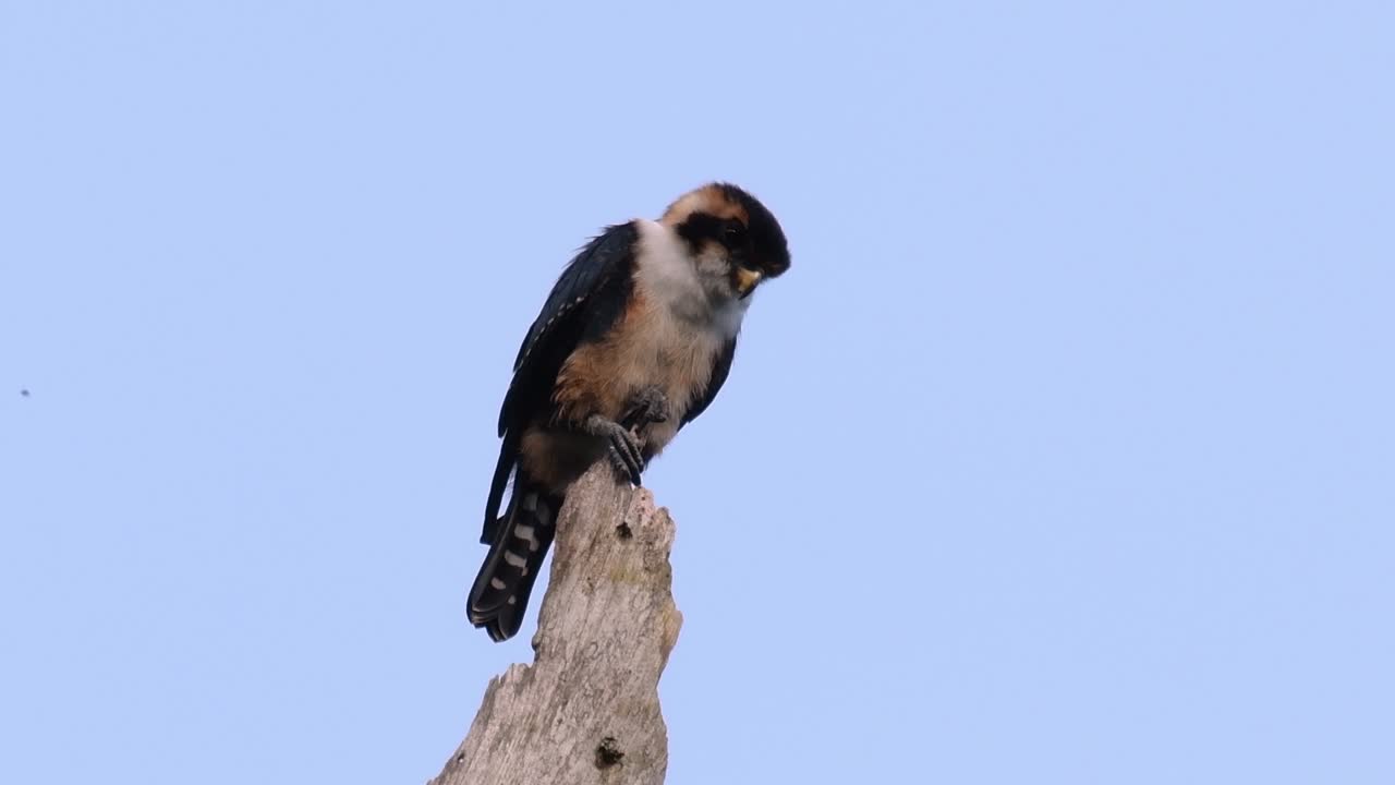 검은 허벅지 매는 아시아 일부 국가의 숲에서 발견되는 가장 작은 맹금류 중 하나입니다.