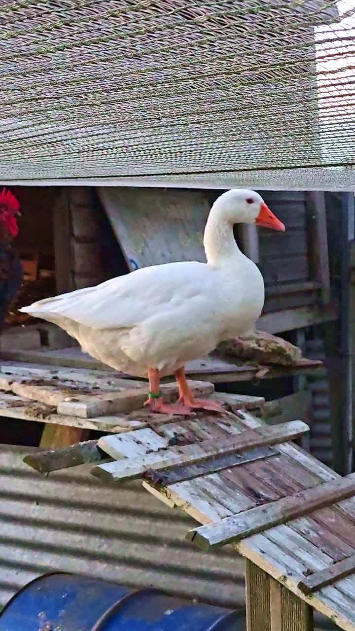 A vertical shot shows a white goose standing still in its enclosure, with wooden planks and metal sheets around. A rooster is visible in the background