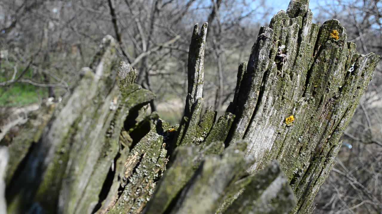 Un chicot dans le bois. Chicot en bois