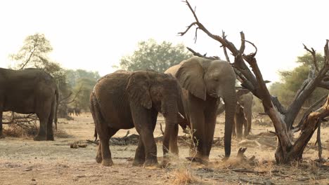 young elephant kicking up dust whilst feeding in mapungubwe, south africa