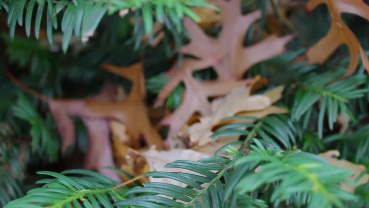 los colores verdes del verano se convierten en colores amarillos y naranjas del otoño
