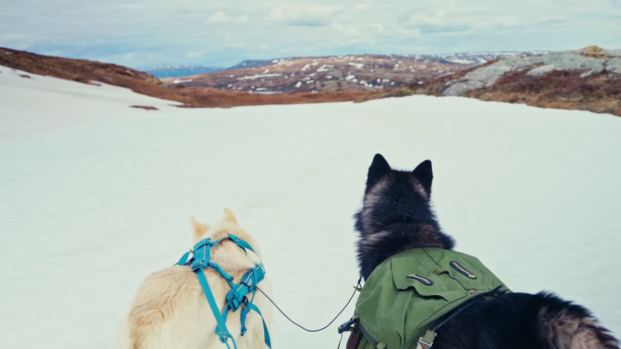 Alaskan Malamute Dogs Standing On Snowy Landscape In Åfjord, Norway - Wide Shot