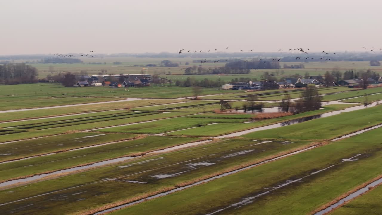 голландский полдер с гусями