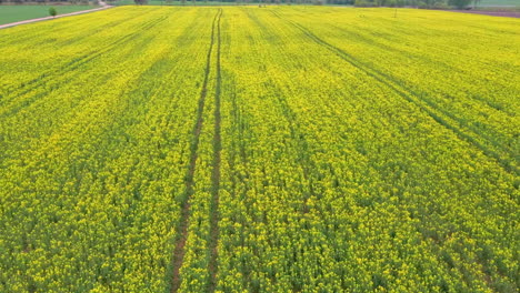 flight over field with flowering canola flowers